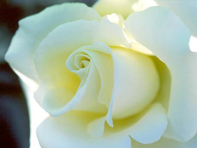 white rose
